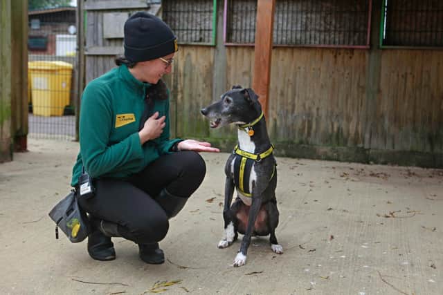 Sully with a member of staff at Dogs Trust Shoreham.