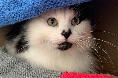 Can you give a home to a cat, dog or rabbit at animal rescue charity Wadars?