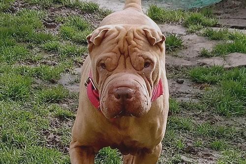 Mocha is a 'young at heart' ten-year-old Shar Pei with a wonderful, gentle temperament.

Mocha is used to children, quite active and enjoys her walks. However, she does pull a little at first on the lead, so could benefit from some training.