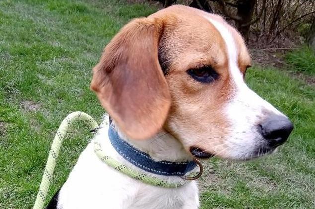 Rex is a friendly, sociable boy who is fine with other dogs and children. He does not like to be left alone and would benefit from a home where he will have company for most of the time.