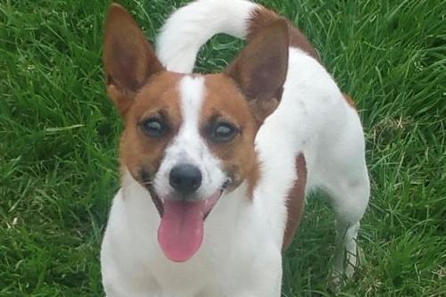 Wadars describes Pixie as 'a little madam'. With bags of attitude and personality, she is a little dog who often thinks she is a Rottweiler.

Anything new has to be gently introduced to gain Pixie’s confidence and respect, but once she knows you she can be quite affectionate and submissive. She is looking for an adult-only home.