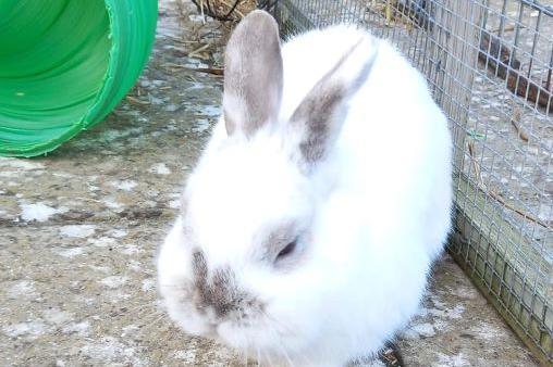 Whilst he isn’t keen on other animals, Simon is very friendly and sociable with people, and would be suitable to live with children or teenagers. He must be the only pet in his household and would like to live indoors with his new family.