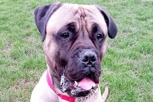 Bear is a super-big and super-friendly boy. He is best described as a gentle giant, who is good with people and other dogs. Unfortunately though, he doesn’t know his own strength. Most of the time he walks nicely on the lead. However, if his nose decides to take him off in another direction, he forgets that you’re on the other end of the lead and tends to take you with him.
Bear has a lovely temperament, bags of personality and much to offer. However, he is very strong and is not used to being around young children.