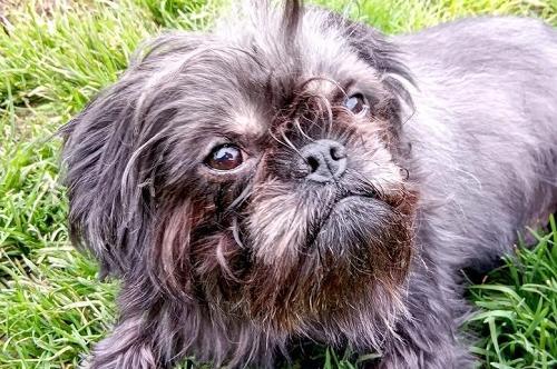 Rio is a nice little dog who loves cuddles and walks nicely on the lead. He is looking for an adult only home, or possibly a family with teenage children. Although he has lived with other dogs before, he sometimes bark at other dogs walking outside, although Wadars said this is improving.