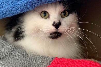 Hattie is a nervous girl, so she needs a home with an experienced cat owner who can give her the time and patience to grow in confidence. Being a long-haired cat, she will require regular daily grooming. She enjoys her treats and can be quite vocal when it comes to feed time.
Hattie requires a quiet, adult-only home with secure garden access and no other pets.