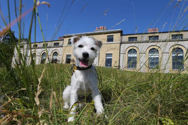 Goodwood House will be taken over by dogs of all shapes, sizes and breeds. Photo by Alex Benwell