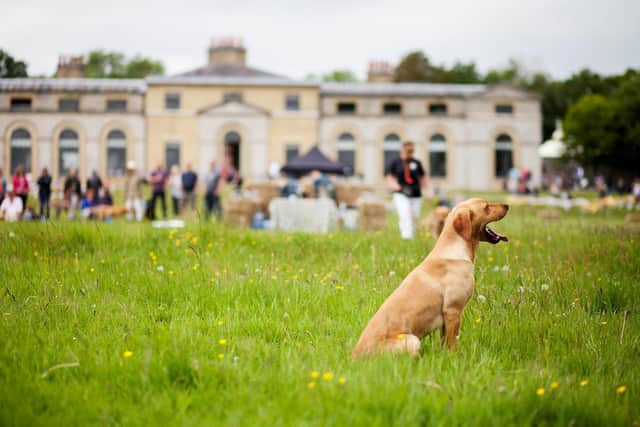 Goodwood House will be taken over by dogs of all shapes, sizes and breeds. Photo by Stephanie O'Callaghan