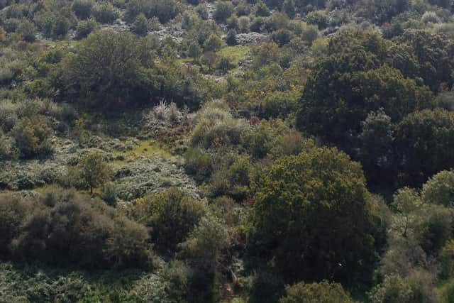 A close up of the vegetation on the rewilded green habitat. Picture: SOFLAG.