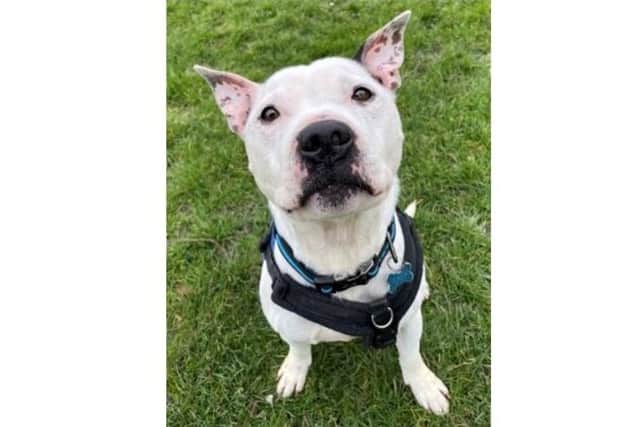 Bruce, the nine-year-old staffie, came into RSPCA Brighton as a stray and is described as a clever boy