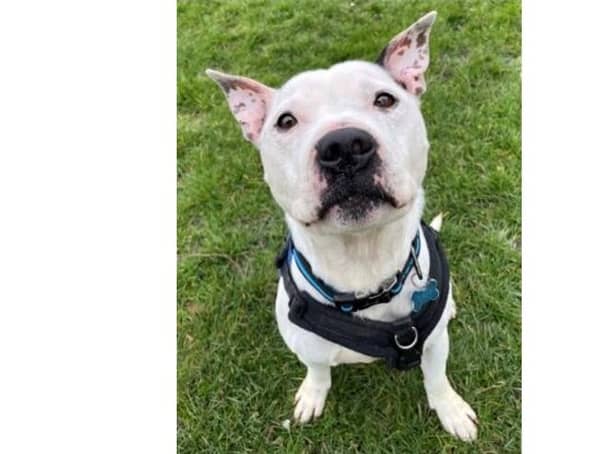 Bruce, the nine-year-old staffie, came into RSPCA Brighton as a stray and is described as a clever boy