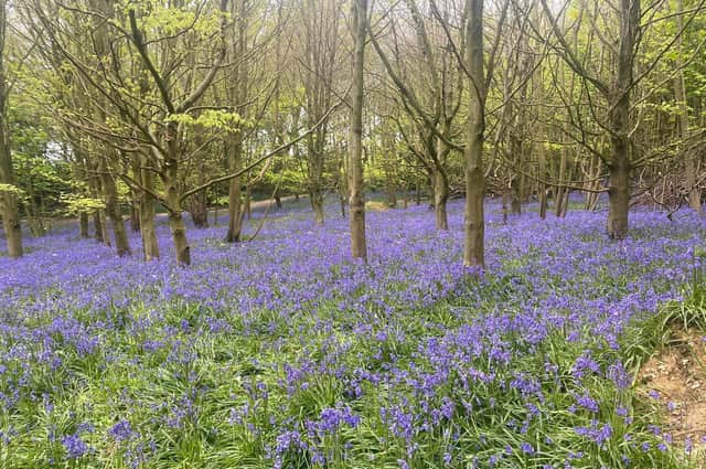 This photograph of the beautiful bluebells in Stanmer Park was captured by Leonie Moore