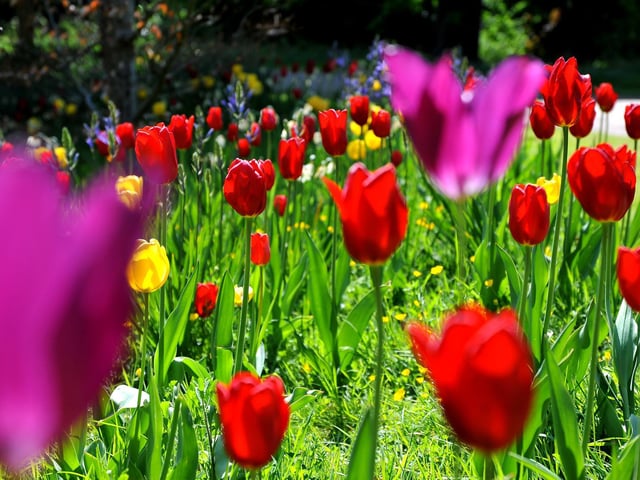 Arundel Tulip Festival