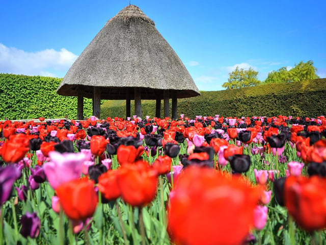 Arundel Tulip Festival