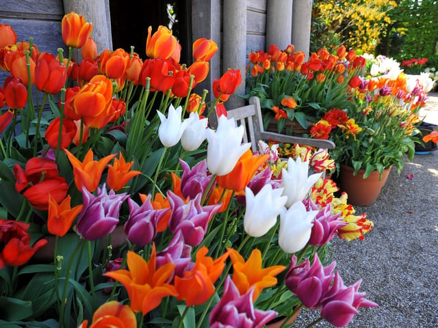 Arundel Tulip Fest