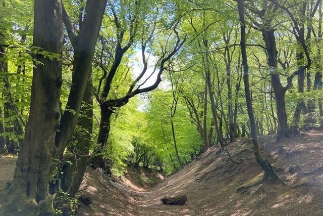 The picturesque woodland north of Ewhurst is currently being used by filmmakers