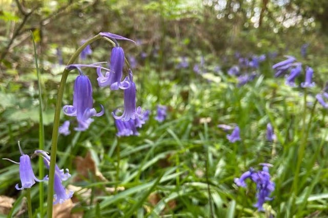 Bluebells in the woods near Ewhurst