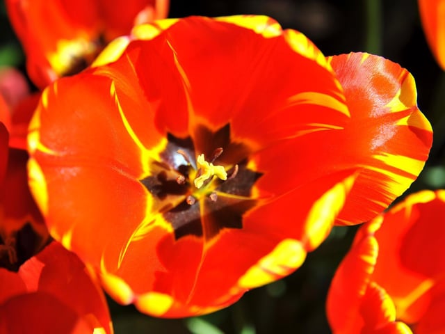 Arundel Tulip Festival