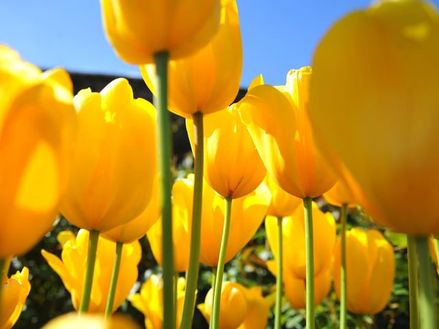 Arundel Tulip Festival