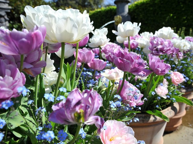 Arundel Tulip Festival