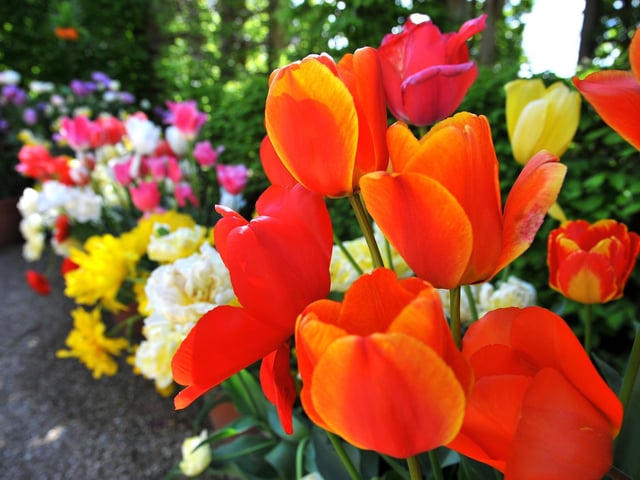 Arundel Tulip Festival