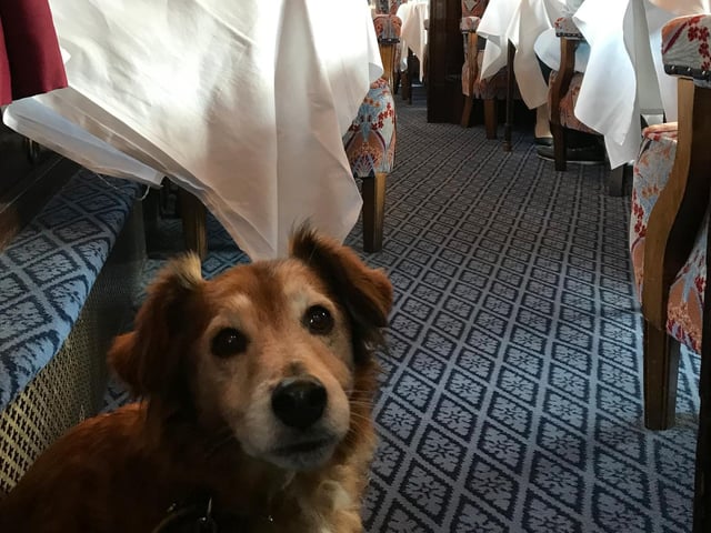 Brighton Toy and Model Museum manager Jan Etches was able to let her dog take a look onboard, a very special treat indeed