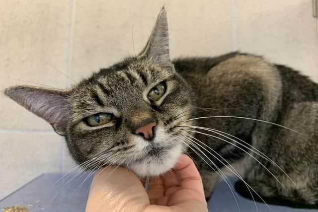 The 20-year-old tabby Socks is one of the oldest cats to be cared for at Cats Protection’s National Cat Adoption Centre in Chelwood Gate. Picture: Cats Protection.