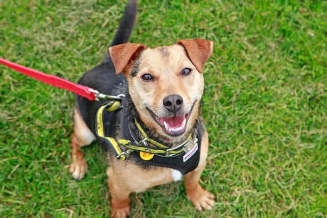 Freddie, a dog at Dogs Trust Shoreham, is looking for a new home.