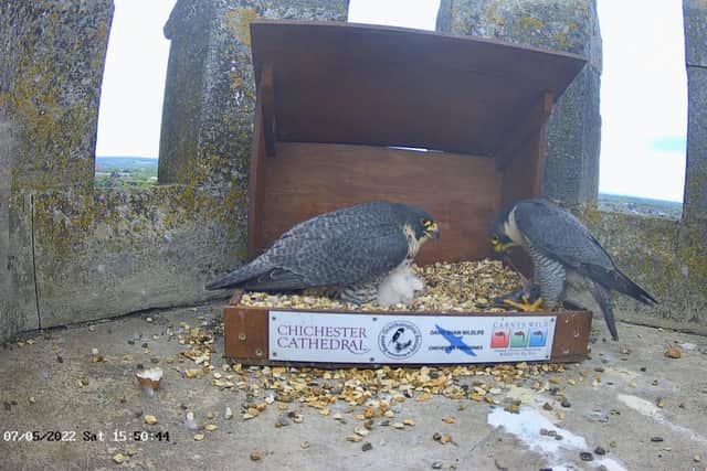 Highs and lows this week. Two chicks have hatched and are being well fed, one chick that didn’t make it and one egg that didn’t hatch. We count our blessings that we have two healthy chicks being fed by wonderful parents. Pictured is Dad bringing in the food for the two chicks. Photograph by David Shaw Wildlife.