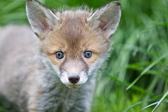 A fox cub in the grass
