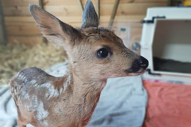 A rescued fawn
