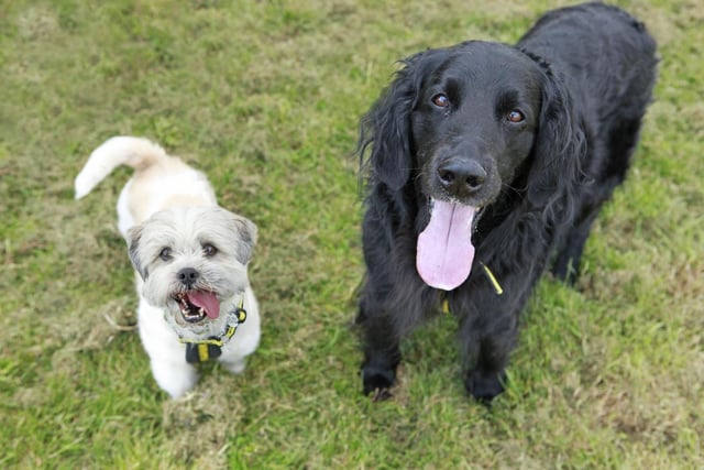 Marley (left) is an 11-year-old Shih Tzu with a cheeky and playful nature, and Jackson (right) is a gentle, affectionate flat-coated retriever of the same age.

The pair have been together since their puppy years, and Dogs Trust Shoreham said they have an adorable bond so will need to continue on their journey to a new home as a duo.