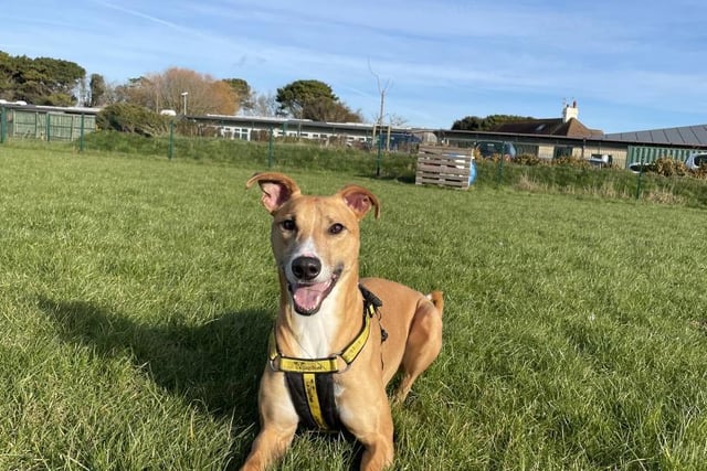 Biggles is an energetic and friendly three-year-old. The super smart lurcher thrives when he is learning and would love a family who could dedicate lots of their time to his training.