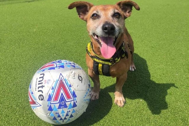 Arnie is a fun-loving terrier, aged 12. Dogs Trust Shoreham said he may be a senior chap, but he still has plenty of love to give and a playful and cheeky character that is hard not to love. His dream come true would be a peaceful home, where he can settle in and relax, taking each day as it comes.