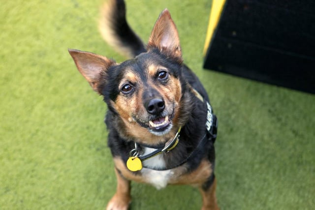 Lemmy is a seven-year-old Terrier cross with tonnes of character. He has a big love for his toys and is particularly keen to participate in his training.
