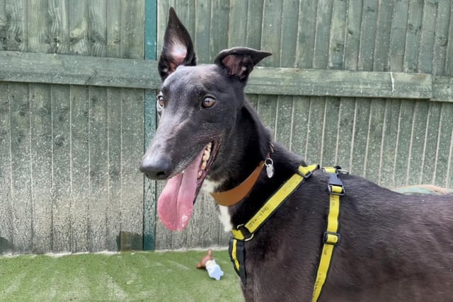 Described by Dogs Trust Shoreham as a big and clumsy goofball, the greyhound has won the hearts of his carers. He has a friendly disposition and highly values spending time with his humans.