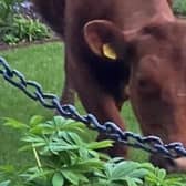 The runaway  cow enjoying the grass in Sally Cleaver's garden