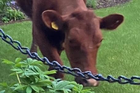 The runaway  cow enjoying the grass in Sally Cleaver's garden