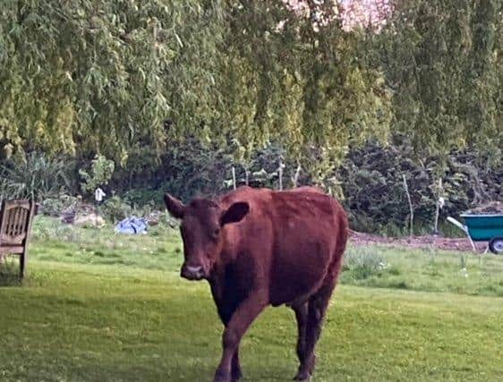 The runaway cow takes a leisurely stroll in pastures new