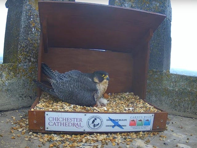 The first chick was spotted early on the morning of May 4