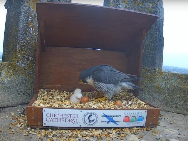 The second chick hatched later on the morning of May 4
