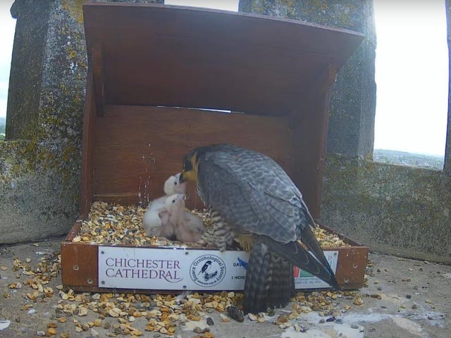 Morning feed on May 11
