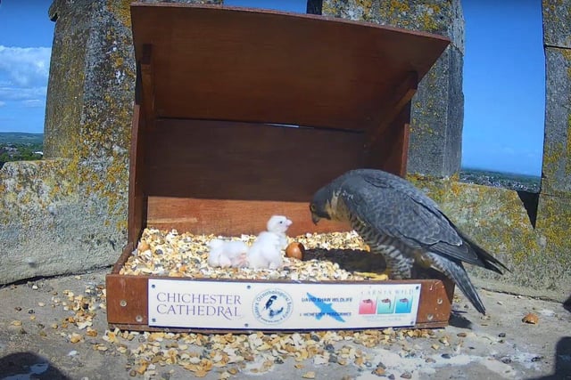 One of the parents returns to check on the chicks on the afternoon of May 8