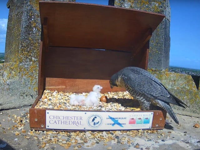 One of the parents returns to check on the chicks on the afternoon of May 8