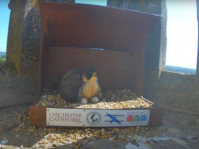 Mum keeping the two chicks warm on May 8