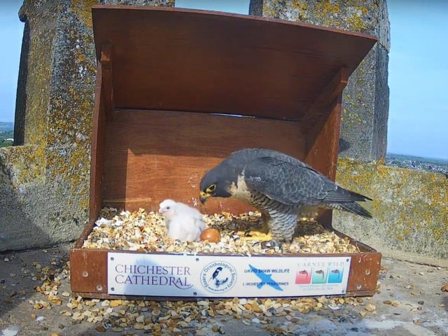 Feeding time on the afternoon of May 9