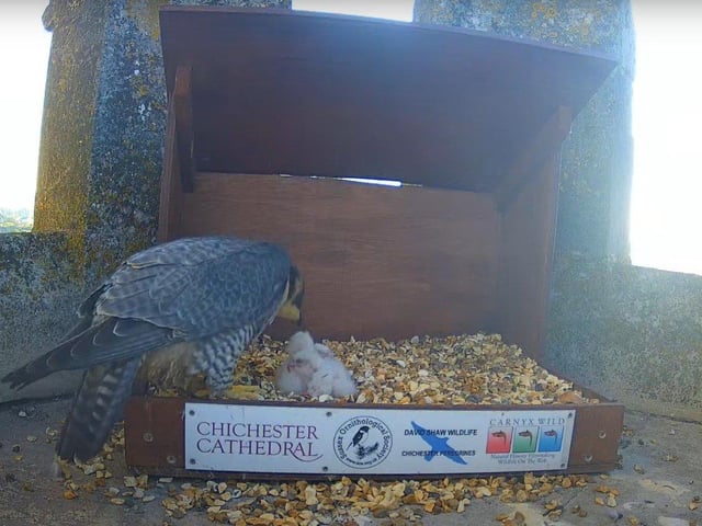 A third chick hatched overnight on May 4/5