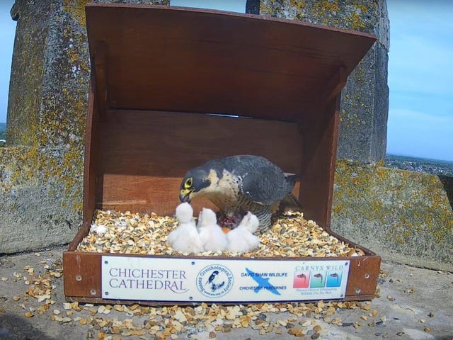 The three chicks at feeding time on May 6