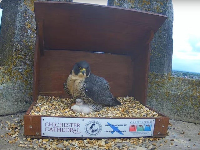 Sadly, by the morning of May 7 one of the chicks had died