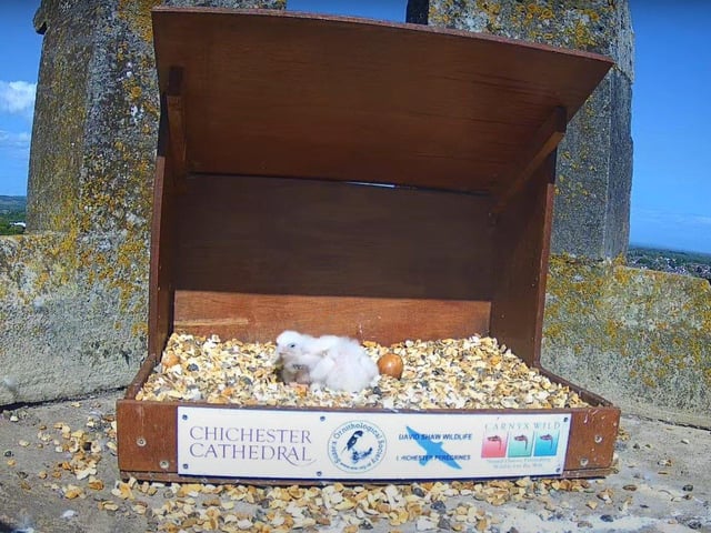 The two chicks wait for the return of their parents on the afternoon of May 8