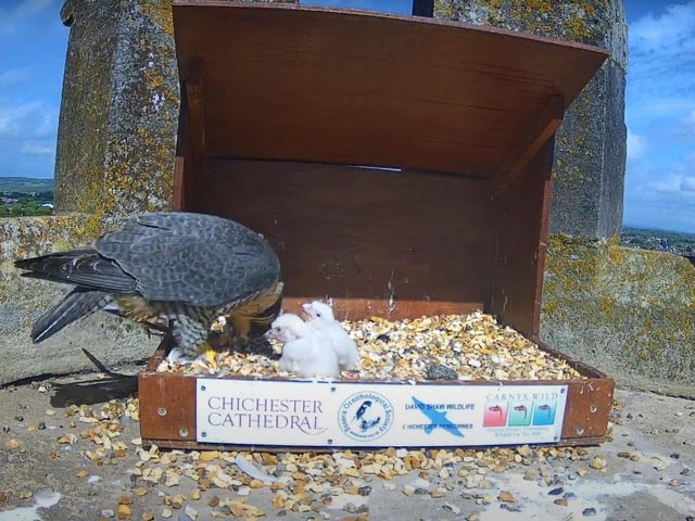 Afternoon feed on May 10